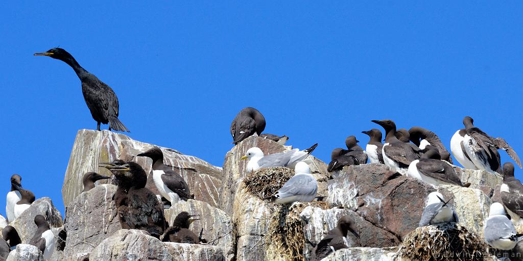 ENE-20120613-0253.jpg - [nl] Zeekoeten ( Uria aalge ) en aalscholvers   Phalacrocorax carbo ) | Farne Islands, Northumberland, Engeland[en] Common Guillemots ( Uria aalge  and Cormorants  Phalacrocorax carbo ) | Farne Islands, Northumberland, England